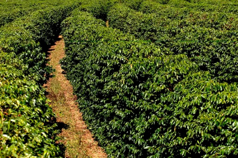 Agência Minas Gerais  Cresce a produção familiar de café Conilon