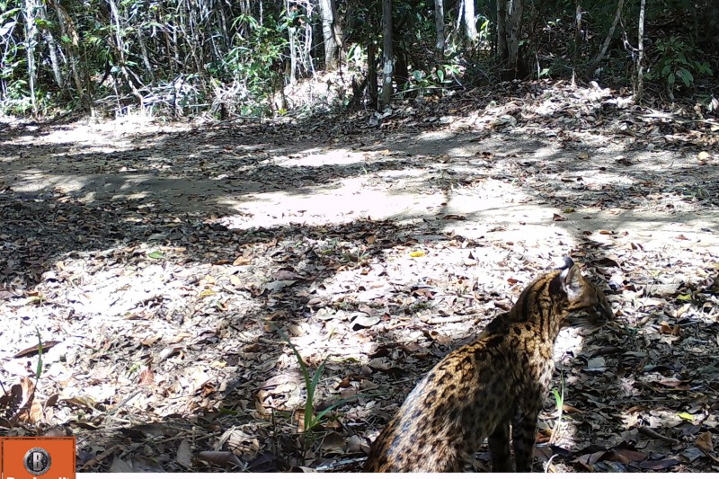 Foto: Gato-do-mato-pequeno capturado do monitoramento está no livro vermelho da fauna brasileira ameaçada de extinção. (Foto:CENAP/ICMBio)