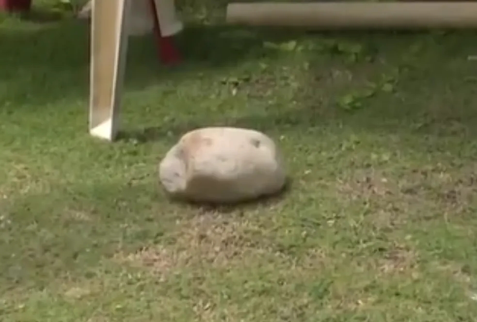Pedra que foi arremessada na vtima  Foto: Divulgao 