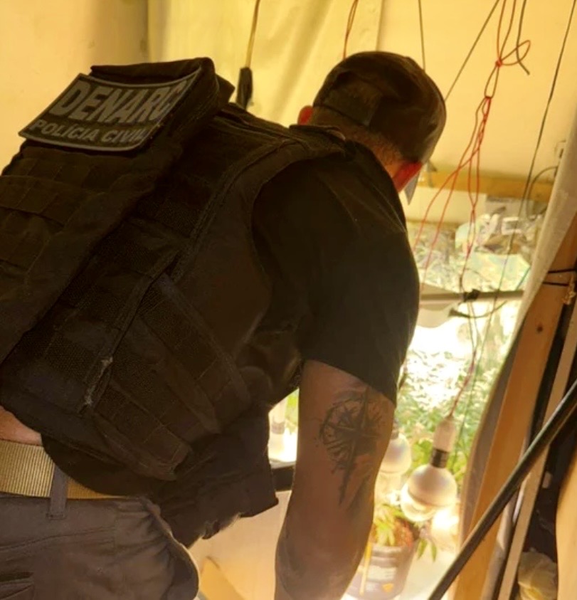Estufa clandestina de maconha � encontrada durante opera��o policial na Bahia