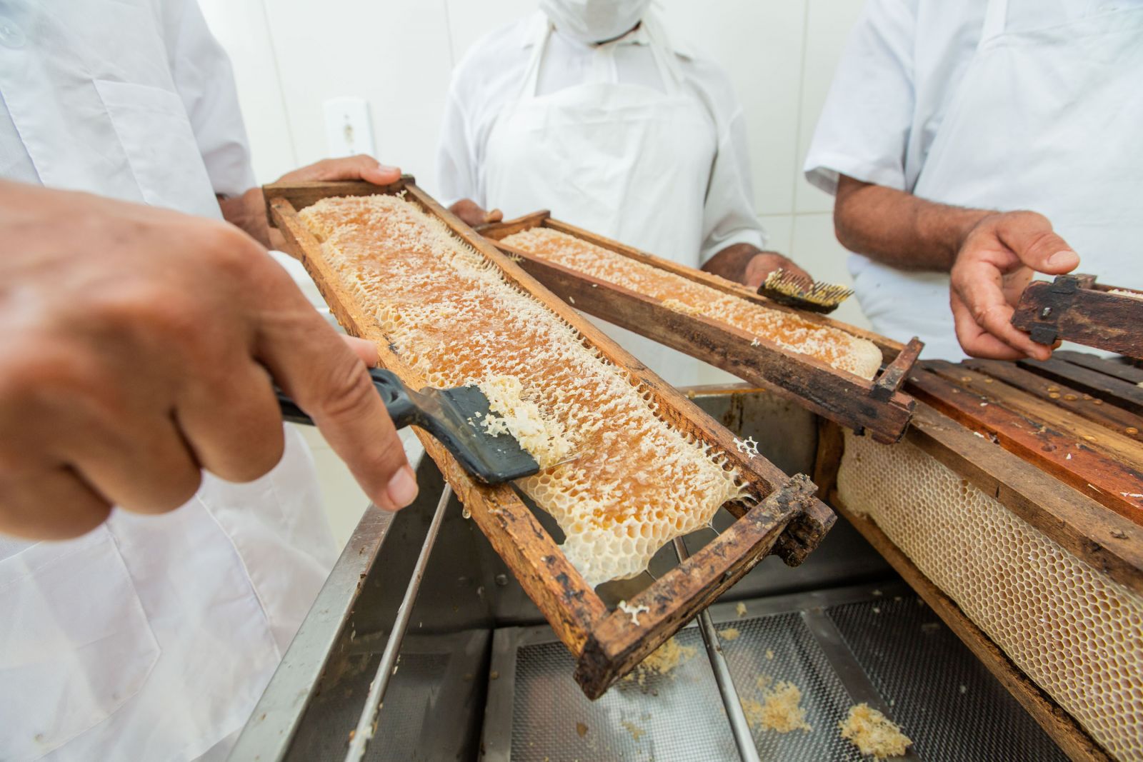 Projeto desenvolvido h seis anos pela Veracel beneficia apicultores da regio. (Foto: Divulgao)