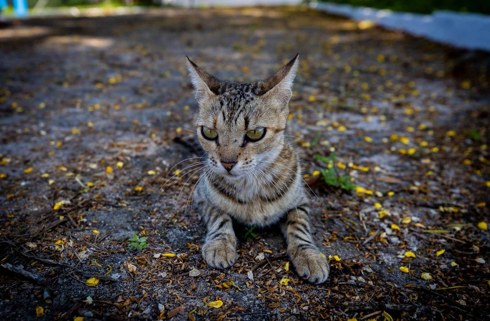 Prefeitura de Eun�polis fortalece campanha de ado��o animal
