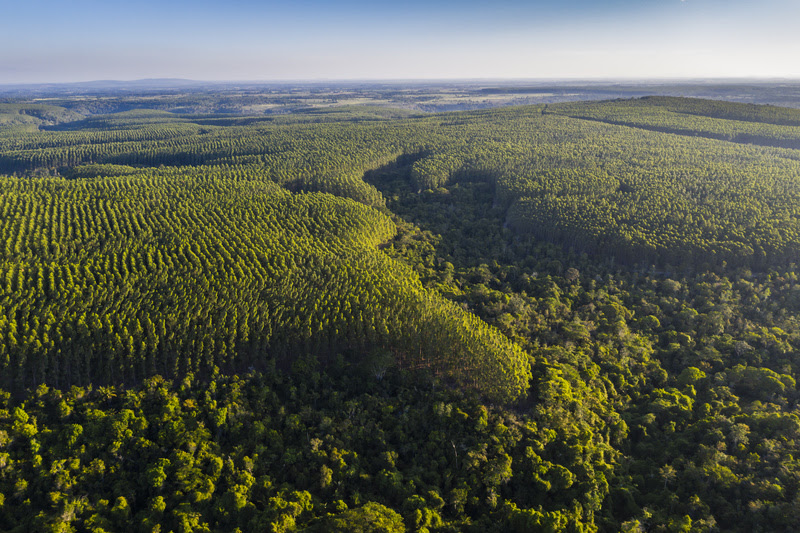 Foto aérea da plantação de eucalipto (Foto: Ricardo Telles)