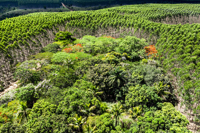 Veracel faz restauração florestal de 400 hectares por ano. (Foto: Divulgação)